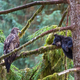 A juvenile bald eagle gazes upon a sleeping black bear cub in Alaska.